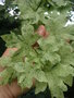 vignette Acer campestre 'Pulverulentum' - Erable champtre