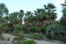 vignette palmier Washingtonia filifera et robusta