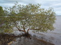 vignette Avicennia marina ssp. australasica