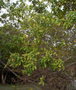 vignette Vitex trifolia ssp. trifolia