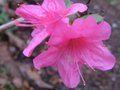 vignette Azalea japonica fleurs doubles roses au 15 12 09