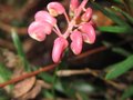 vignette Grevillea john evans vue2 au 15 12 09