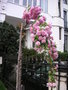 vignette Prunus serrulata 'Kiku-shidare-sakura' - Cerisier pleureur  fleurs