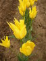 vignette Tulipa 'West Point'