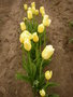 vignette Tulipa 'Sweet Harmony'