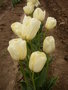 vignette Tulipa 'Silver Glory'