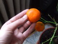 vignette Fruit de calamandin ou de mandarinier?