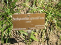 vignette Zephyranthes grandiflora