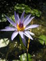 vignette Nymphaea capensis - Lotus bleu du Cap