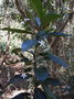 vignette Atractocarpus sp.