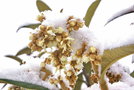 vignette Eriobotrya japonica en fleurs sous la neige