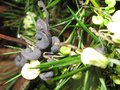 vignette Grevillea gracilis alba autre vue au 18 12 09