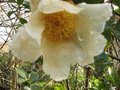 vignette Camellia sasanqua narumigata au 18 12 09