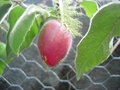 vignette Fruit de Passiflora Palmeri