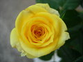 vignette Rose jaune