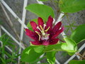 vignette Passiflora Lady Margareth