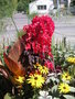 vignette Amaranthus tricolor 'Early Splender'