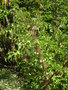 vignette Solanum atropurpureum