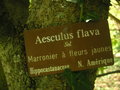 vignette Aesculus flava - Marronier  fleurs jaunes