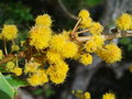 vignette Acacia simplex