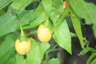 vignette solanum laciniatum fruits