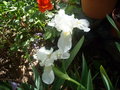 vignette iris blanc