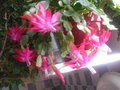 vignette cactus de noel en fleur