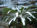 vignette neige sur Cycas
