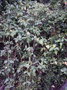 vignette Wollastonia biflora var. biflora