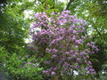 vignette Rhododendron ponticum - Rhododendron pontique