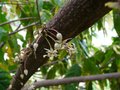 vignette Theobroma cacao (fleurs en cauliflorie)