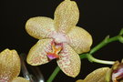 vignette phalaenopsis Louisiana Cha Ching