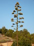 vignette fleure d'agave americana