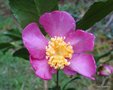 vignette Camellia sasanqua  petite fleurs  identfier