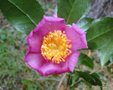 vignette Camellia sasanqua à petite fleurs à identfier
