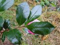 vignette Camellia sasanqua  petite fleurs  identfier