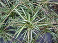 vignette Chlorophytum comosum = Chlorophytum capense - Phalangère / Anthericaceae - Anthericacées