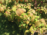 vignette Viburnum Tomentosum   (feuillage d' été)