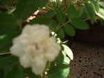 vignette rose naine blanche