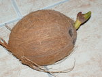 vignette noix de coco