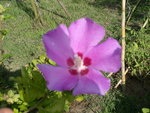vignette hibiscus syracus