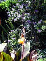 vignette Solanum et Cannas abricot