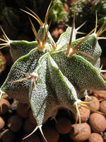 vignette Astrophytum ornatum