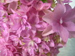vignette Hydrangea macrophylla 'Romance'