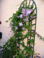 vignette clematite/jasmin/bougainviliers