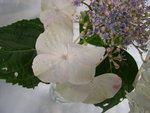 vignette Hydrangea macrophylla 'Ramis Pictis' = 'Akaeda Yama'