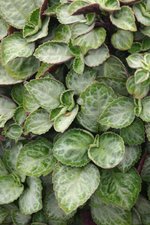 vignette Plectranthus oertendahlii 'Uvongo'