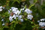 vignette Plumbago auriculata