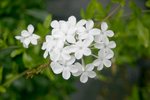 vignette Plumbago auriculata f. alba