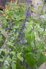 vignette Salvia 'Indigo Spire'